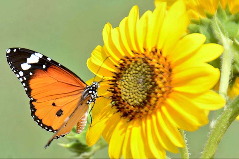 A butterfly getting nectar from flower in a local nursery