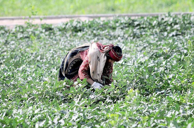 A woman farmer plucking vegetables from her farm field