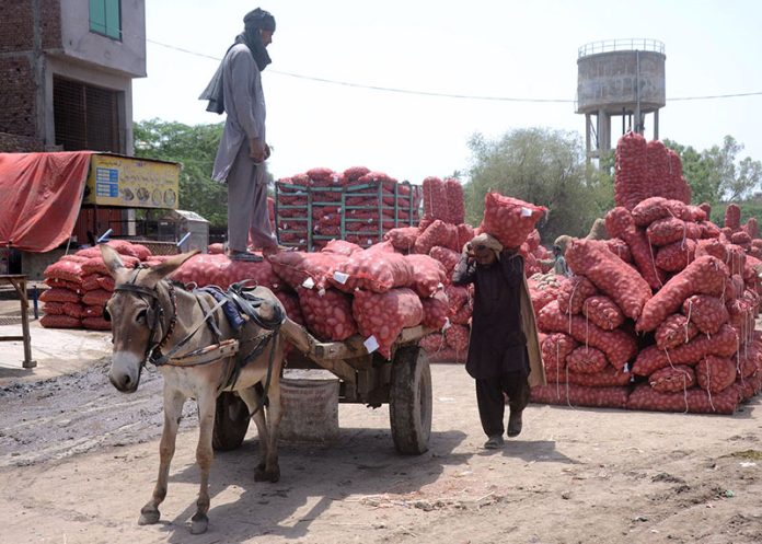 Labourer busy in loading potato bags on Donkey Cart at market