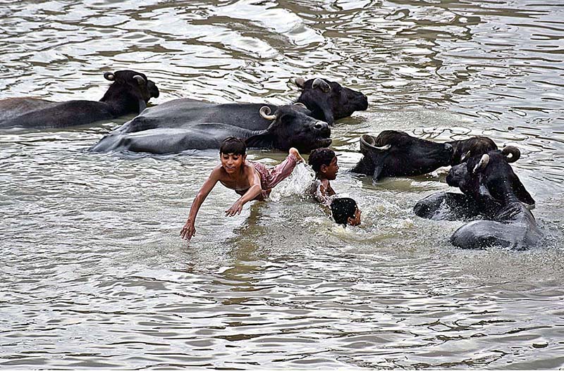 Youngsters jumping and bathing in rice canal to get relief from scorching hot weather