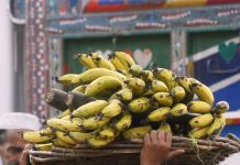 A young laborer carrying bananas basket on his head for delivery at a fruit market