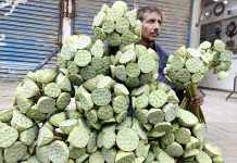 A vendor displaying seasonal fruit (Dodi) to attract the customers at Jinnah Bagh Road