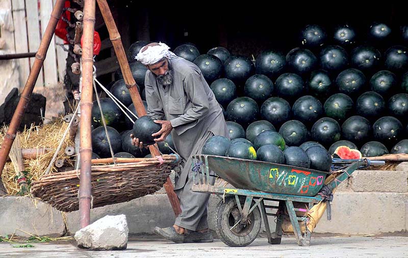 A vendor is loading a handcart with watermelons after weighing them for shifting purpose in the Vegetable Market