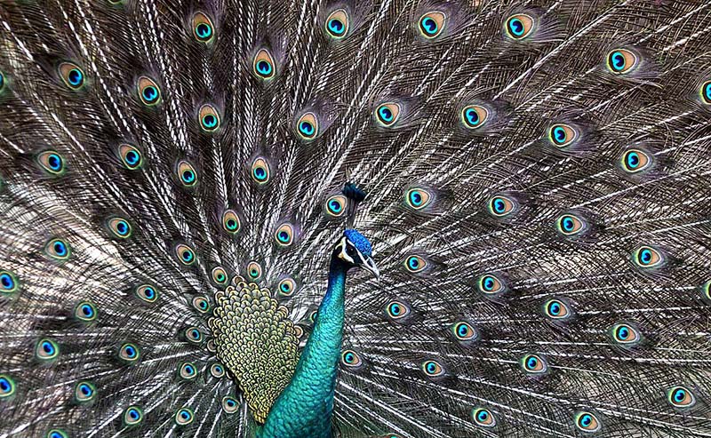An eye catching view of a Peacock in happy mood in Lake View Park