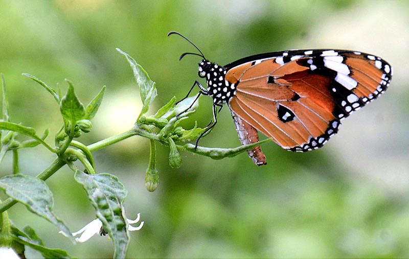 A butterfly taking nectar from flower in a local nursery