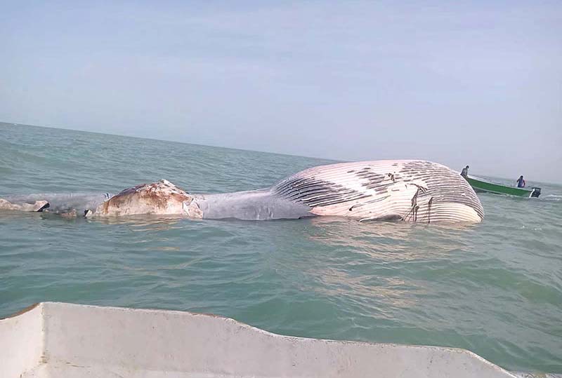 A 42 feet long dead blue whale found at Baandri near Jiwani open sea Lasbela Balochistan