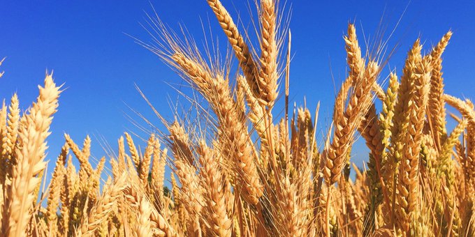 Pakistani wheat scientists attend annual meeting of China-Pakistan Joint Lab