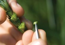 Chinese, Pakistani scientists co-work in wheat molecular breeding