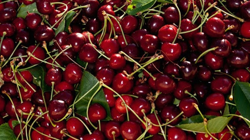 Pakistani cherries poised to debut in Chinese market