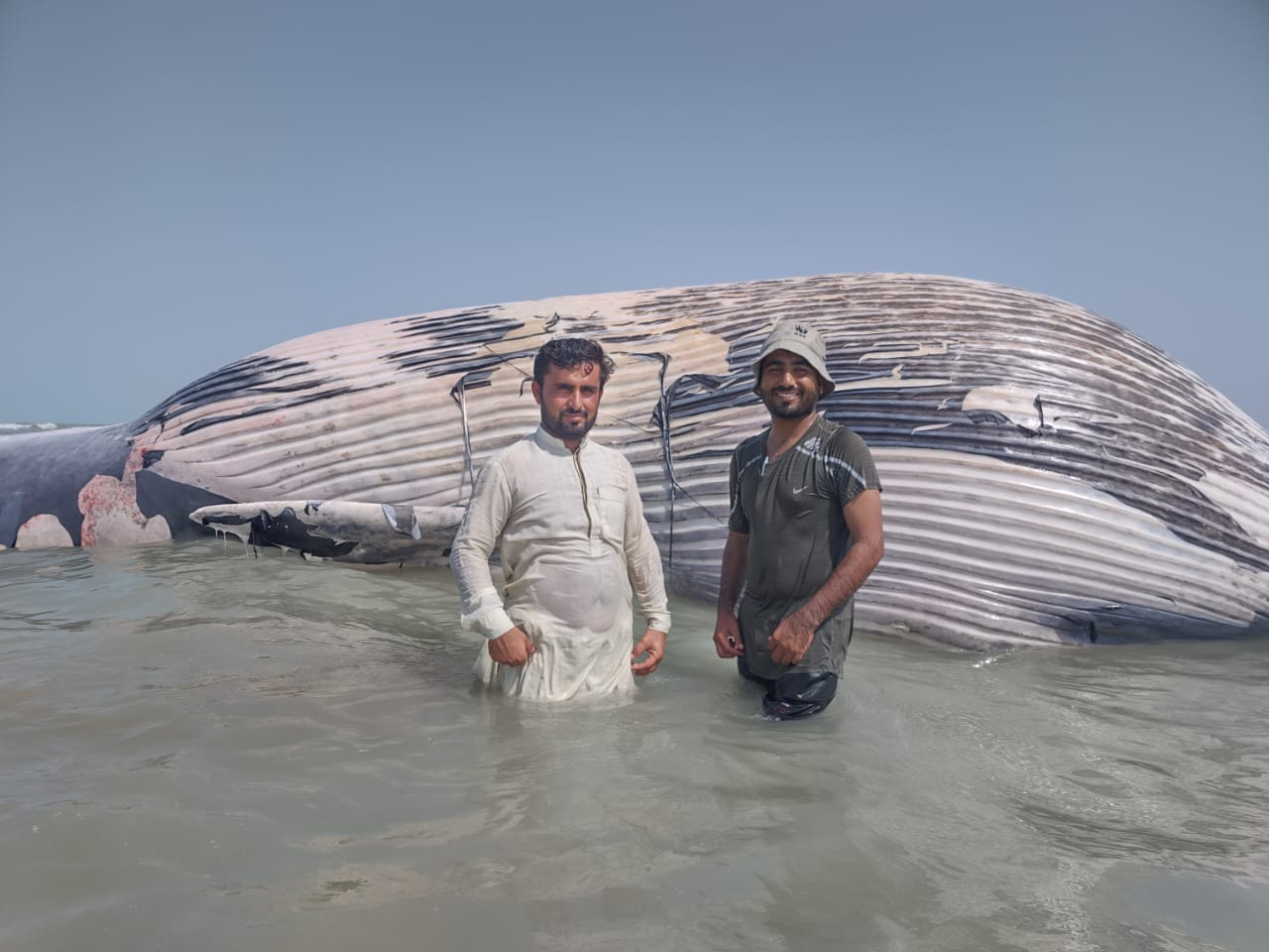 Giant blue whale found dead drifting towards Jiwani coast near Gwadar