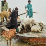 Rs10.9bln earmarked for livestock, fisheries