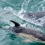 UN adopt first-ever treaty to protect marine life in high seas; Pakistan hails