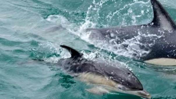 UN adopt first-ever treaty to protect marine life in high seas; Pakistan hails