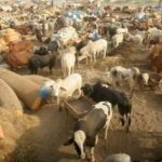 RCB sets up cattle market at Bhatta Chowk