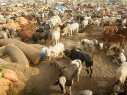 RCB sets up cattle market at Bhatta Chowk