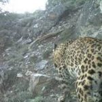 Body of common leopard found in Nowshera mountain