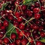 Pakistani cherries to be available in Chinese market soon: Ambassador Haque