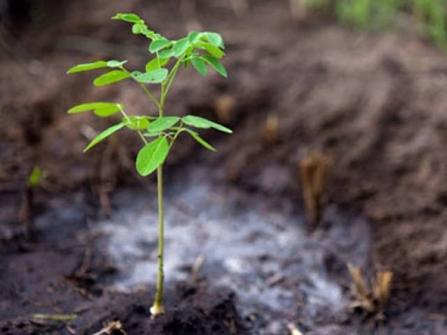 Tree plantation drive starts in Bahawalpur