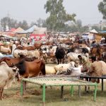 People throng to markets, but most of animals remained unsold