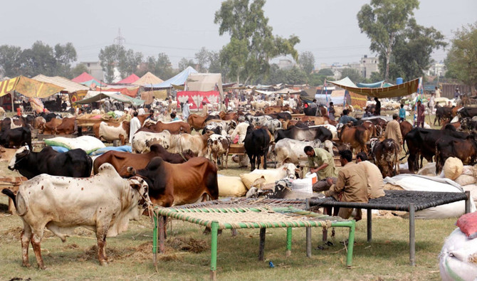 People throng to markets, but most of animals remained unsold People throng to markets, but most of animals remained unsold