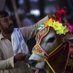 Sacrificial animals' prices skyrocket as Eid-ul-Azha approaches nearer