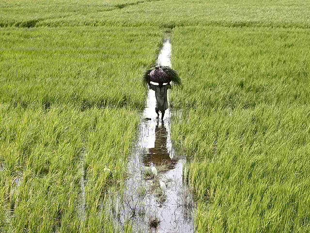 Fixing commission agents’ nexus to protect small growers
