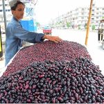 A vendor displaying the phalsa and jamun to attract the customers at Qasimabad