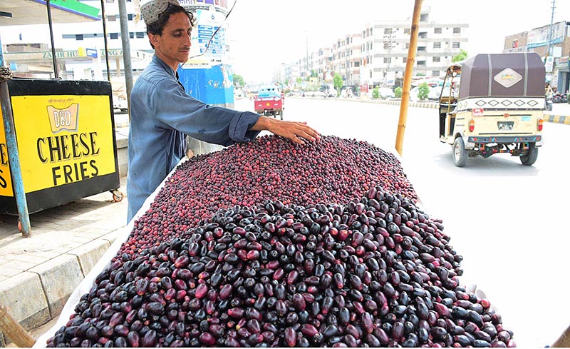 A vendor displaying the phalsa and jamun to attract the customers at Qasimabad