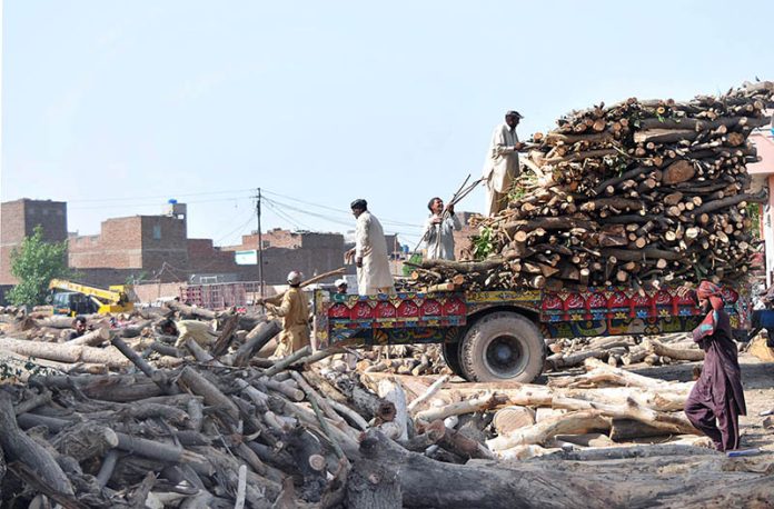 Labourers are busy loading wood on the tractor trolly at the timber market