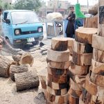 A worker Busy in cutting wood in pieces to used by the butchers to cut meat of Sacrificial animals on occasion of Eidul Adha