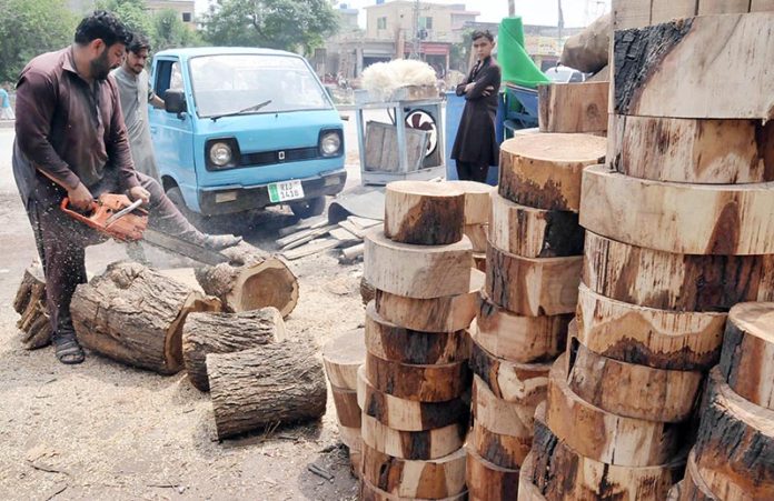 A worker Busy in cutting wood in pieces to used by the butchers to cut meat of Sacrificial animals on occasion of Eidul Adha
