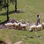 A livestock trader on the way guiding his flock of sheep to attract customers at Eid ul Azha approaching at Chak Shahzad