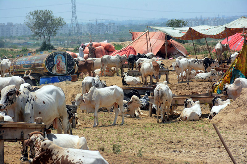 Vendors displaying sacrificial animals to attract customers at I-15 sector Cattle Market in connection with upcoming Eid ul Azha