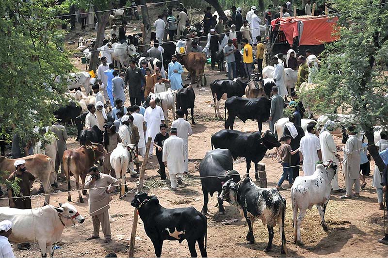 A large number of people purchasing sacrificial animals at Khanapul for upcomming Eidul Azha