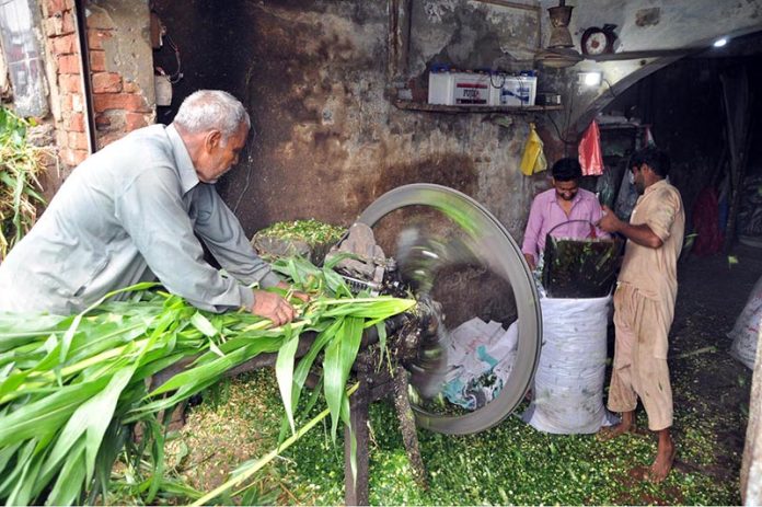 A vendor cutting fodder for animals at his workplace A vendor cutting fodder for animals at his workplace