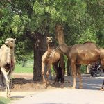 Camels eating the leaves of a tree at the roadside