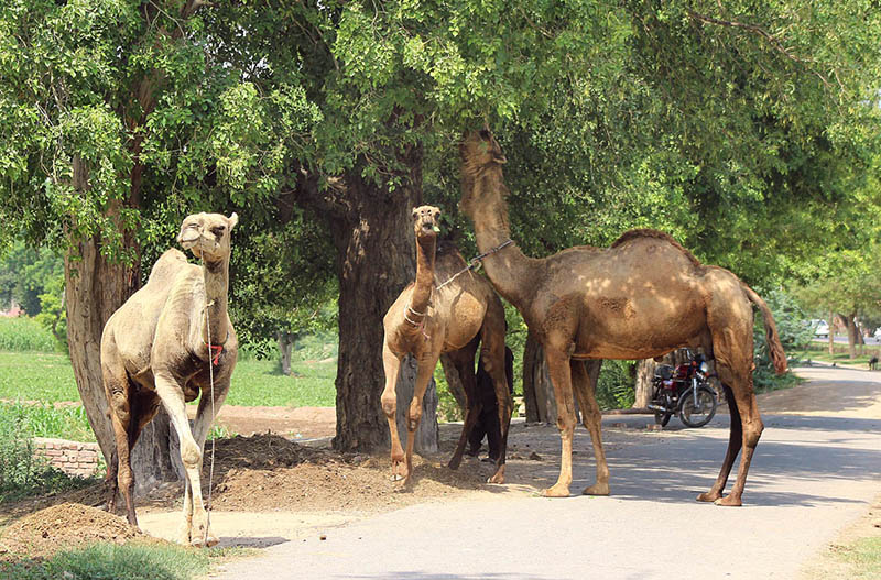 Camels eating the leaves of a tree at the roadside