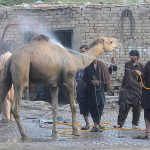 A sacrificial camel is being bathed at a service station near a livestock market at Nag Shah
