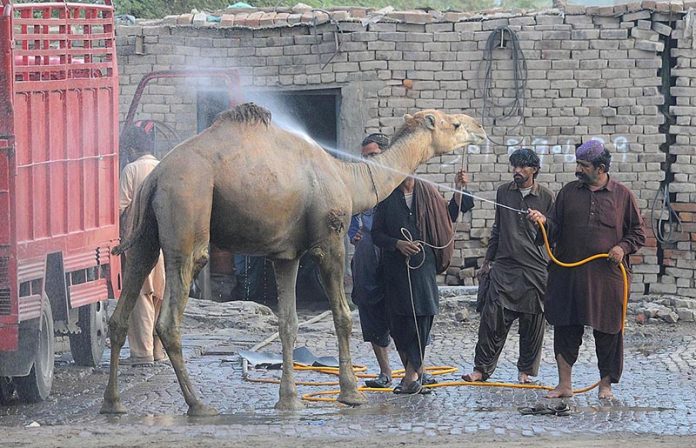 A sacrificial camel is being bathed at a service station near a livestock market at Nag Shah