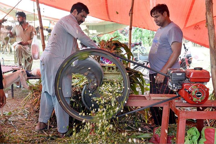 A vendor busy in cutting fodder for selling purpose as demand increased in connection with upcomming Eidul Azha