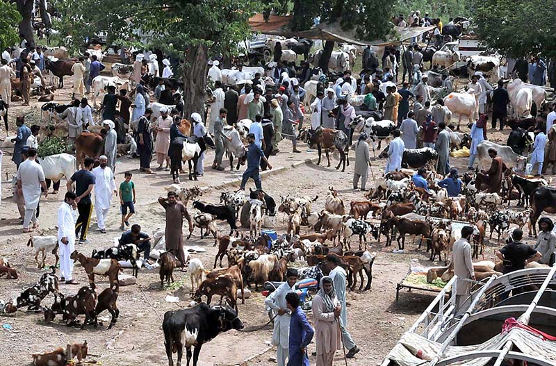 A large number of people purchasing sacrificial animals at Khanapul for upcomming Eidul Azha