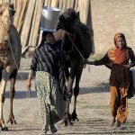 Nomad ladies leading their camels while looking for customers to sell camel milk at Dhoke Hassu