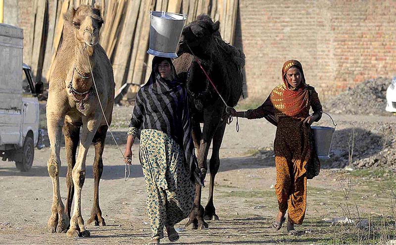 Nomad ladies leading their camels while looking for customers to sell camel milk at Dhoke Hassu