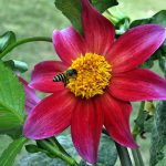 Honey bee extracting nectar from the seasonal flower
