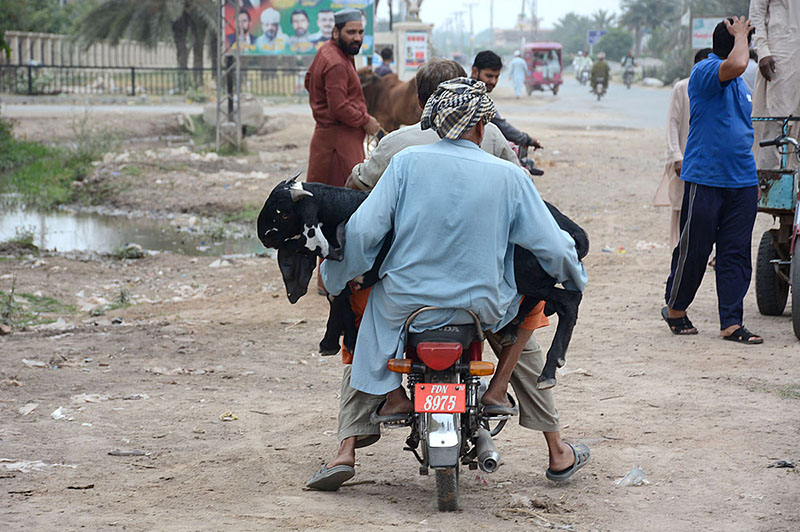 A person carrying sacrificial animal while sitting on rear seat of motorcycle after purchasing from Cattle Market