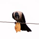 A crow sitting on the electric cable while eating the food