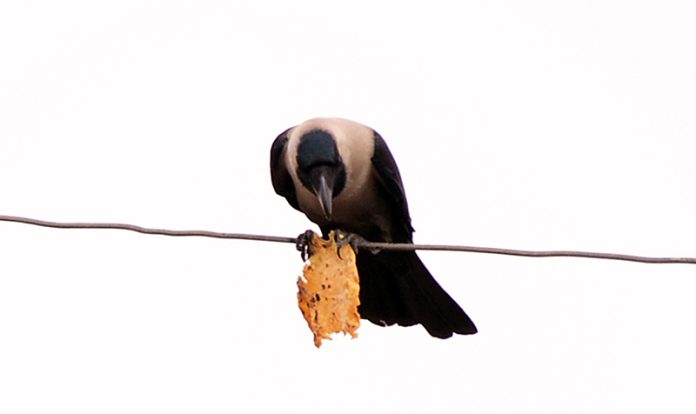 A crow sitting on the electric cable while eating the food