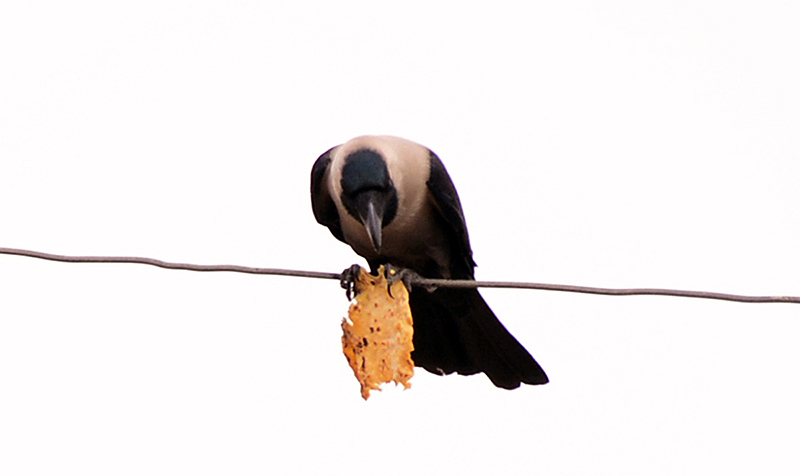 A crow sitting on the electric cable while eating the food