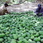 Workers busy in sorting the good quality mangoes from orchard for packing to deliver it to the fruit market at Tando jam