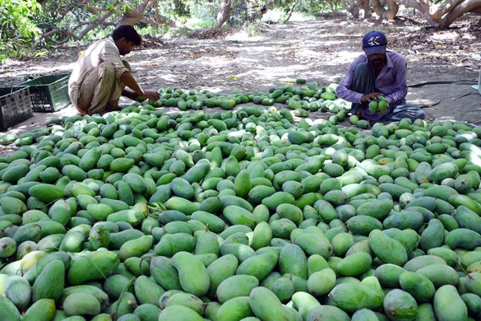 Workers busy in sorting the good quality mangoes from orchard for packing to deliver it to the fruit market at Tando jam
